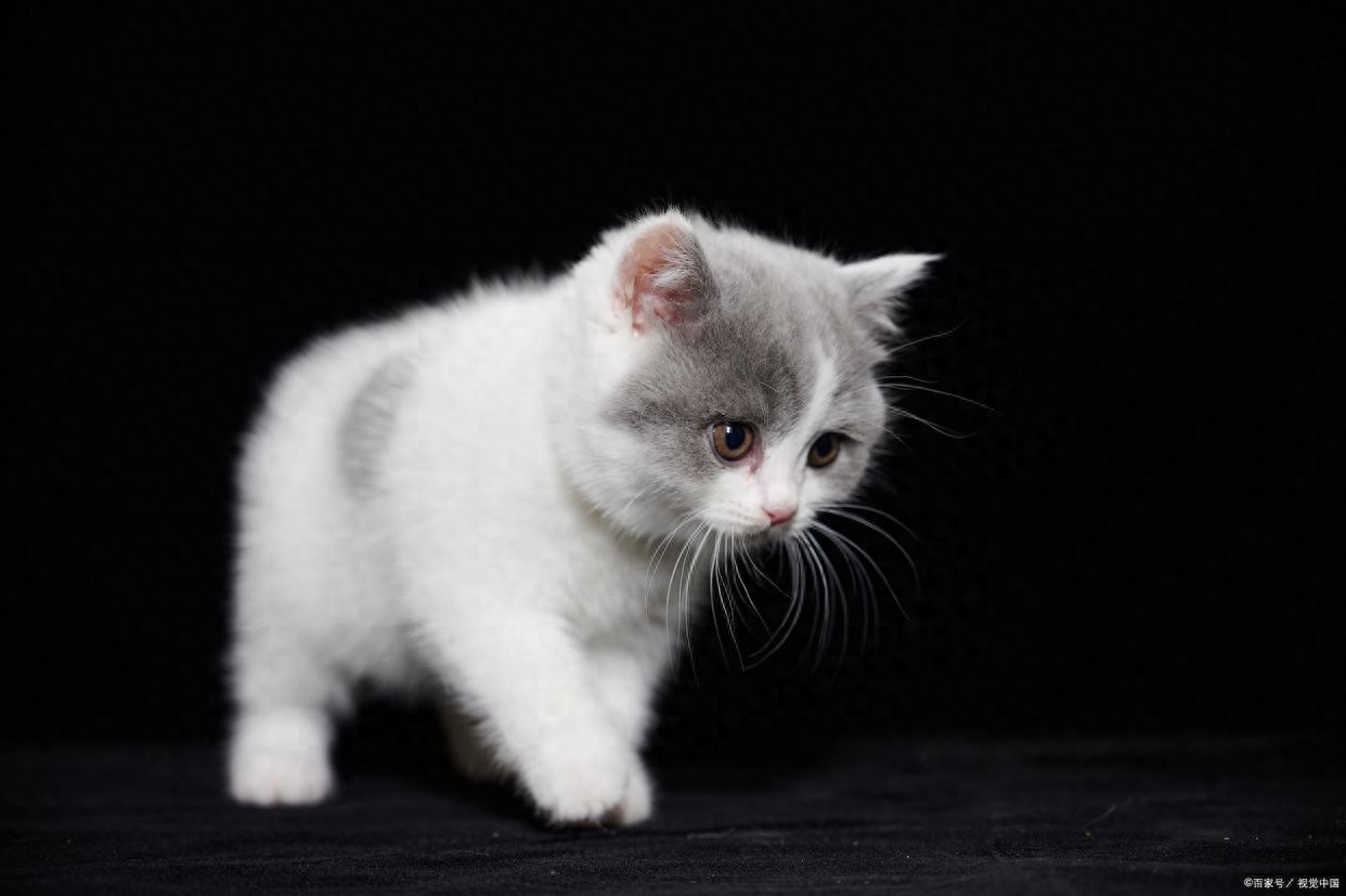 養(yǎng)貓知識(shí)：貓咪驅(qū)蟲(chóng)一般多少錢(qián)